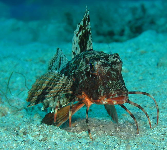 Рыба черного моря - морской петух, тригла
