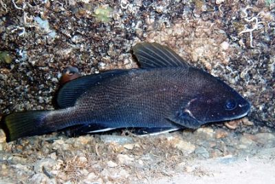Рыба Горбыль В Черном Море Фото