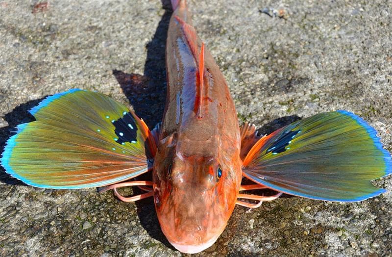 Рыба черного моря - морской петух, тригла